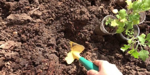 Kdy a jak zasadit chryzantémy na jaře na otevřeném prostranství